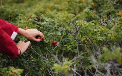 Argan Fruit Picking and Processing