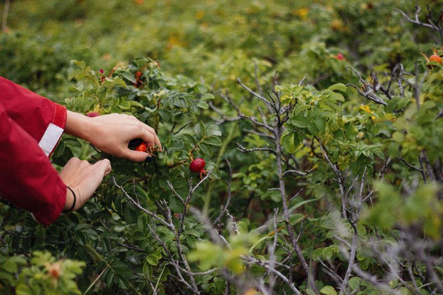 Argan Fruit Picking and Processing