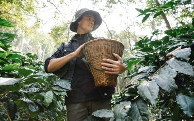 Techniques for Harvesting Argan Fruits