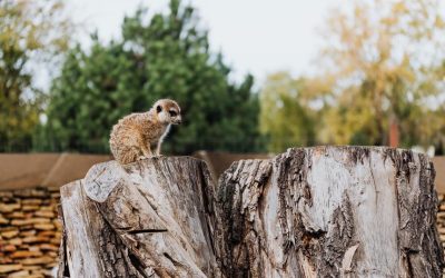 Argania Spinosa Tree Deforestation Issues