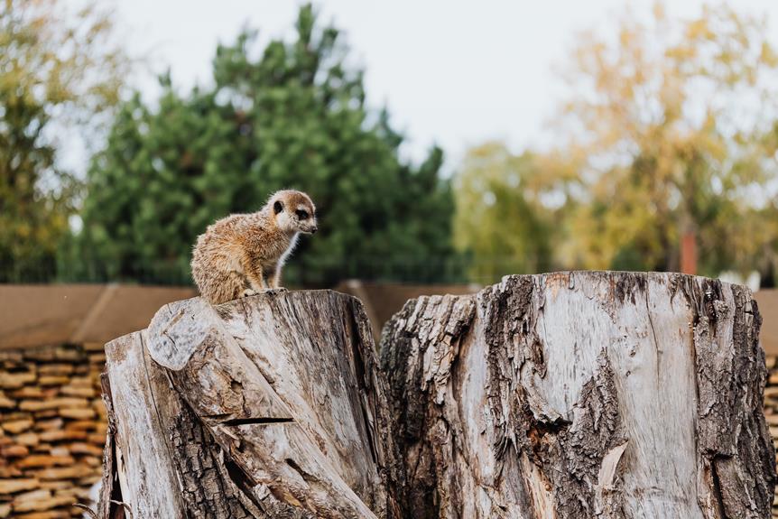 Argania Spinosa Tree Deforestation Issues