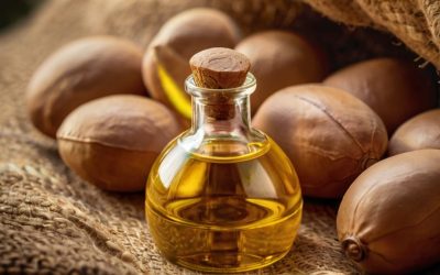 Argan Nut Cracking and Oil Extraction 11 Argan Oil Profits Benefiting Berbers